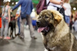 Международная выставка собак и кошeк "Победитель Латвии 2022"